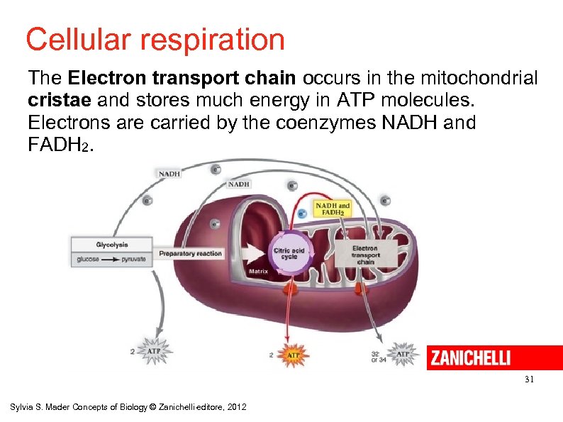 Cellular respiration The Electron transport chain occurs in the mitochondrial cristae and stores much