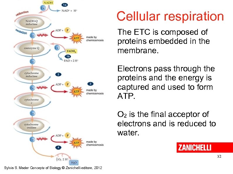 Cellular respiration The ETC is composed of proteins embedded in the membrane. Electrons pass