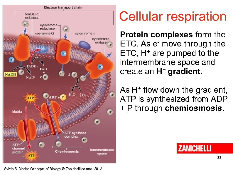 Cellular respiration Protein complexes form the ETC. As e- move through the ETC, H+