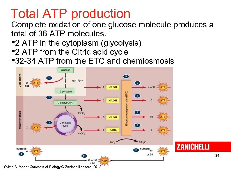 Total ATP production Complete oxidation of one glucose molecule produces a total of 36