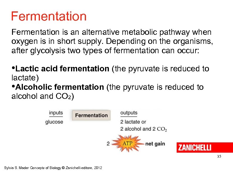 Fermentation is an alternative metabolic pathway when oxygen is in short supply. Depending on