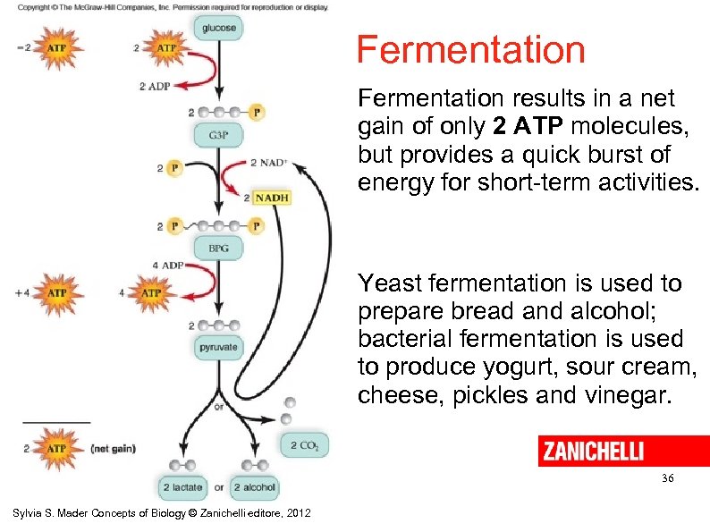 Fermentation results in a net gain of only 2 ATP molecules, but provides a