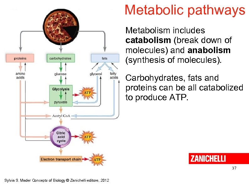 Metabolic pathways Metabolism includes catabolism (break down of molecules) and anabolism (synthesis of molecules).