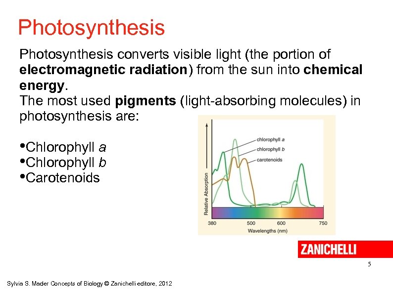 Photosynthesis converts visible light (the portion of electromagnetic radiation) from the sun into chemical