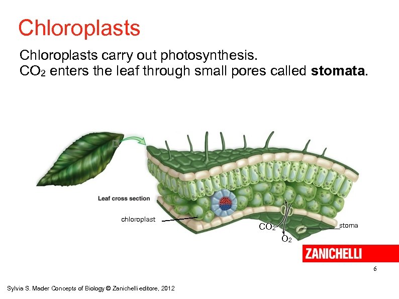 Chloroplasts carry out photosynthesis. CO 2 enters the leaf through small pores called stomata.