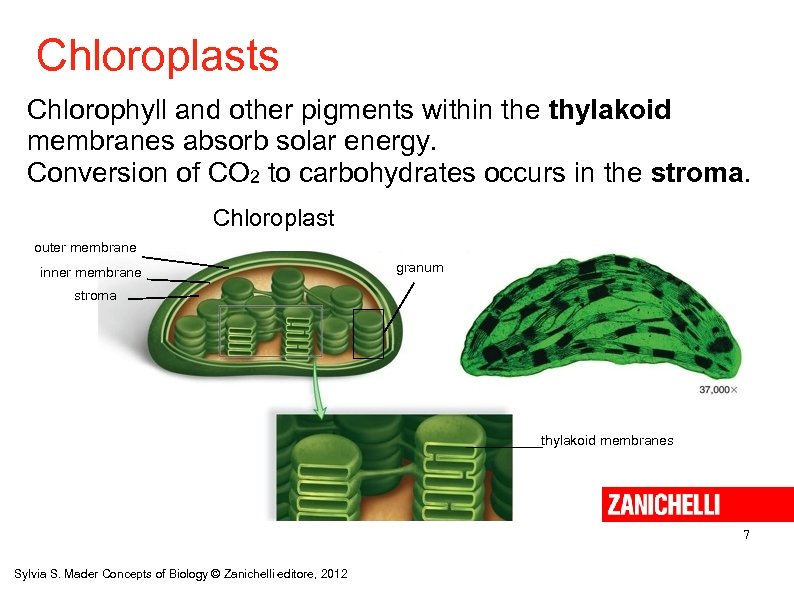 Chloroplasts Chlorophyll and other pigments within the thylakoid membranes absorb solar energy. Conversion of