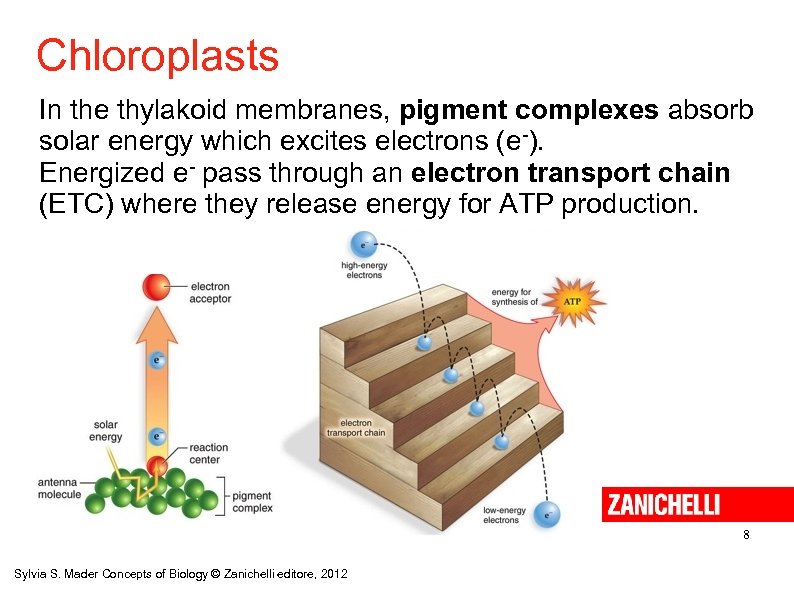 Chloroplasts In the thylakoid membranes, pigment complexes absorb solar energy which excites electrons (e-).