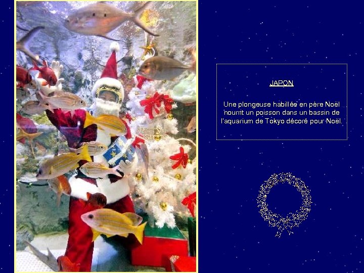 JAPON Une plongeuse habillée en père Noël nourrit un poisson dans un bassin de