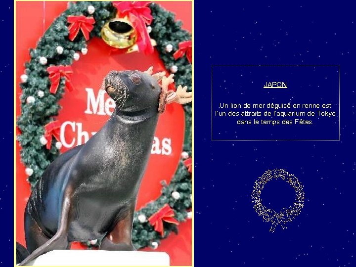 JAPON Un lion de mer déguisé en renne est l’un des attraits de l’aquarium