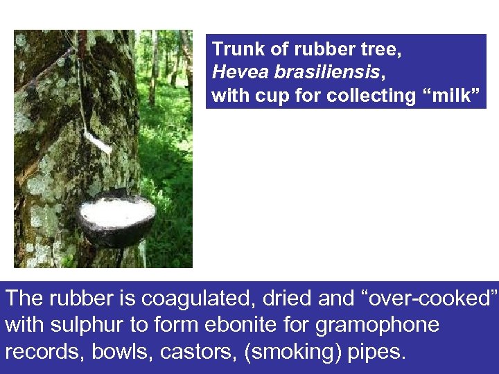 Trunk of rubber tree, Hevea brasiliensis, with cup for collecting “milk” The rubber is