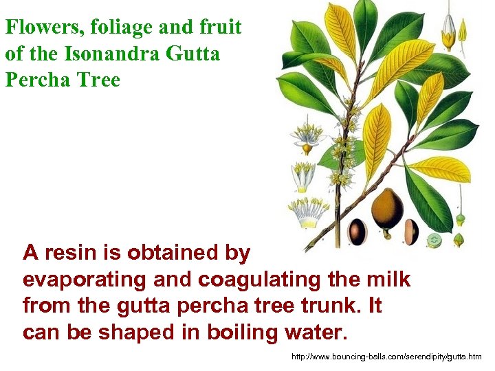Flowers, foliage and fruit of the Isonandra Gutta Percha Tree A resin is obtained