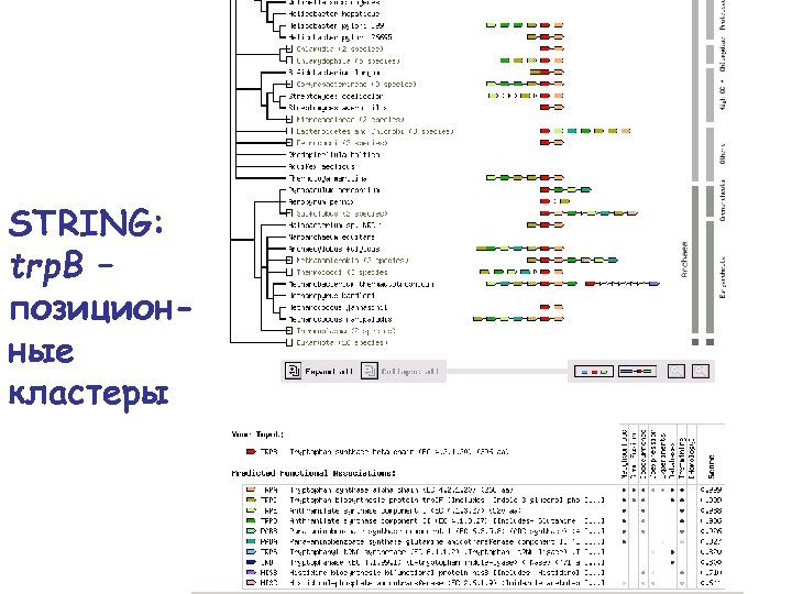 STRING: trp. B – позиционные кластеры 