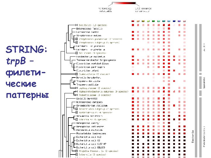 STRING: trp. B – филетические паттерны 