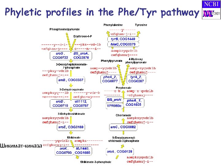 Phyletic profiles in the Phe/Tyr pathway Шикимат-киназа 