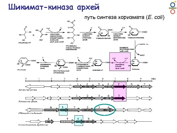 Шикимат-киназа архей путь синтеза хоризмата (E. coli) 