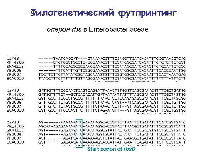 Филогенетический футпринтинг оперон rbs в Enterobacteriaceae Start codon of rbs. D 
