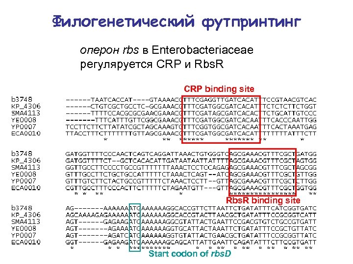 Филогенетический футпринтинг оперон rbs в Enterobacteriaceae регуляруется CRP и Rbs. R CRP binding site