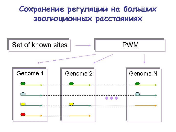 Сохранение регуляции на больших эволюционных расстояниях Set of known sites Genome 1 Genome 2