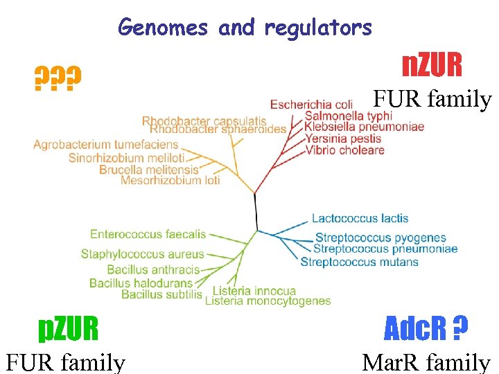 Genomes and regulators ? ? ? n. ZUR FUR family p. ZUR Adc. R