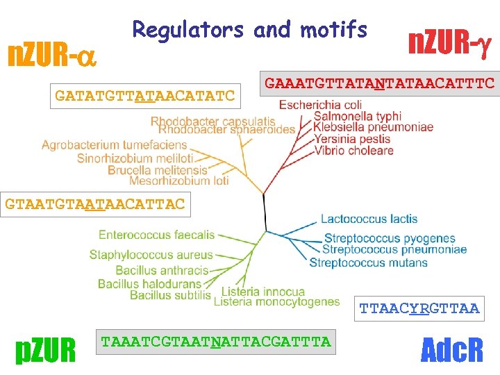 n. ZUR- Regulators and motifs GATATGTTATAACATATC n. ZUR- GAAATGTTATANTATAACATTTC GTAATAACATTAC TTAACYRGTTAA p. ZUR TAAATCGTAATNATTACGATTTA