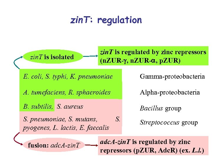 zin. T: regulation zin. T is isolated zin. T is regulated by zinc repressors