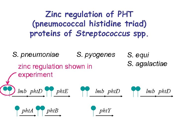 Zinc regulation of PHT (pneumococcal histidine triad) proteins of Streptococcus spp. S. pneumoniae S.