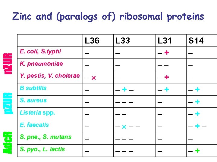 n. ZUR Zinc and (paralogs of) ribosomal proteins E. coli, S. typhi K. pneumoniae