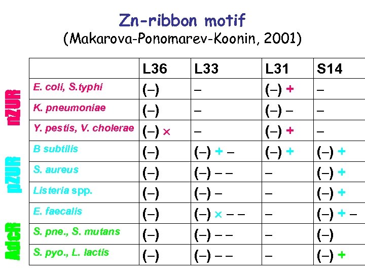 Zn-ribbon motif n. ZUR (Makarova-Ponomarev-Koonin, 2001) E. coli, S. typhi K. pneumoniae Y. pestis,