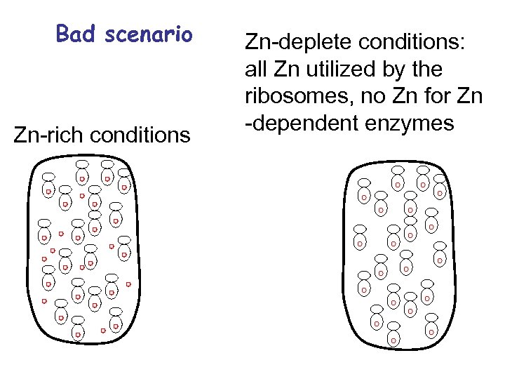 Bad scenario Zn-rich conditions Zn-deplete conditions: all Zn utilized by the ribosomes, no Zn