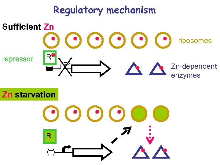 Regulatory mechanism Sufficient Zn ribosomes repressor R Zn-dependent enzymes Zn starvation R 