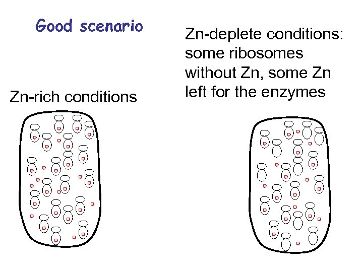 Good scenario Zn-rich conditions Zn-deplete conditions: some ribosomes without Zn, some Zn left for