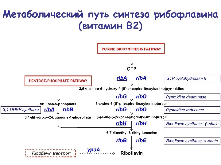Метаболический путь синтеза рибофлавина (витамин В 2) 