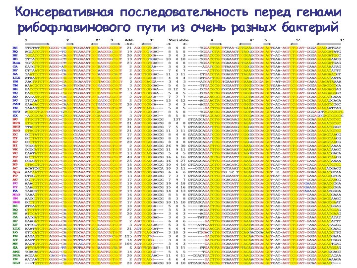 Консервативная последовательность перед генами рибофлавинового пути из очень разных бактерий 