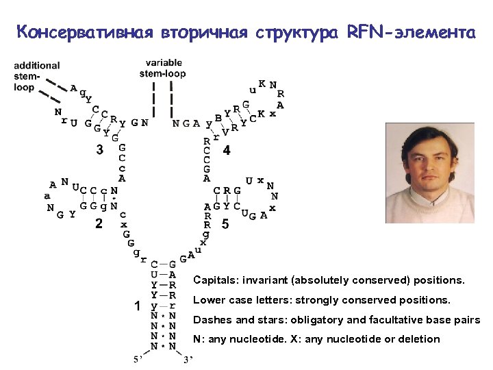 Консервативная вторичная структура RFN-элемента Capitals: invariant (absolutely conserved) positions. Lower case letters: strongly conserved