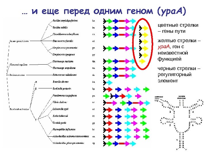 … и еще перед одним геном (ypa. A) цветные стрелки – гены пути желтые