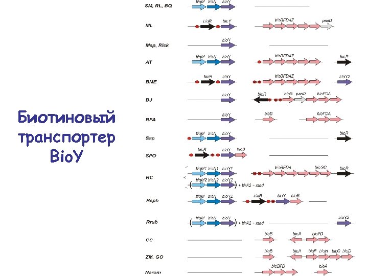 Биотиновый транспортер Bio. Y 