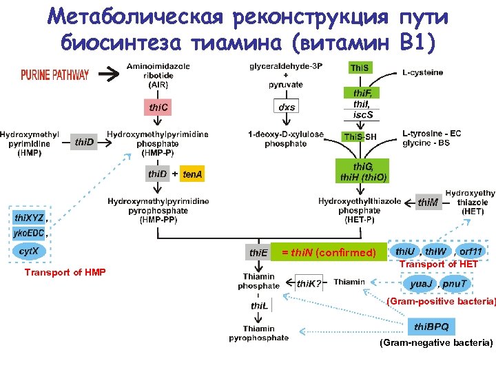 Метаболическая реконструкция пути биосинтеза тиамина (витамин В 1) = thi. N (confirmed) Transport of