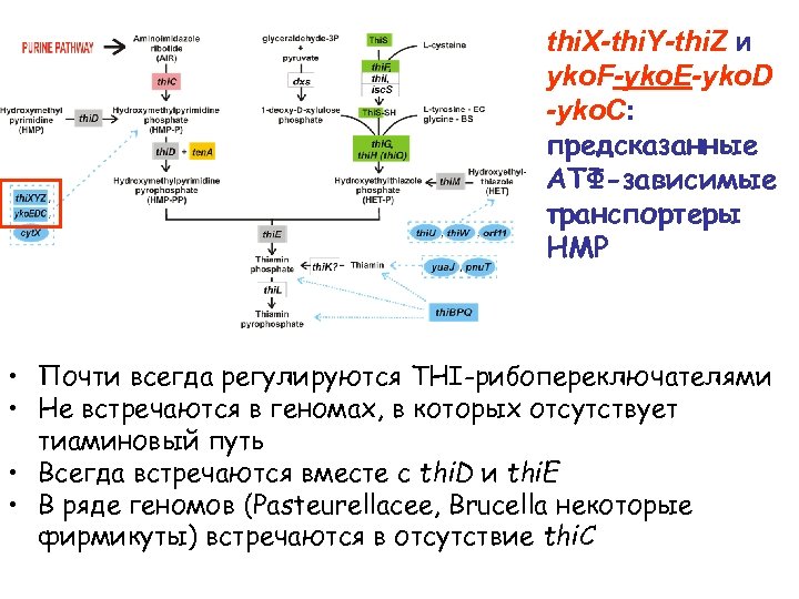thi. X-thi. Y-thi. Z и yko. F-yko. E-yko. D -yko. C: предсказанные АТФ-зависимые транспортеры