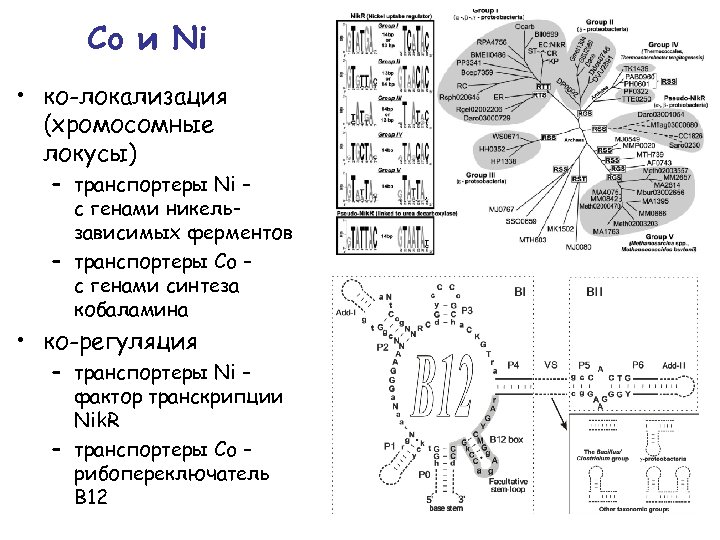 Co и Ni • ко-локализация (хромосомные локусы) – транспортеры Ni – с генами никельзависимых