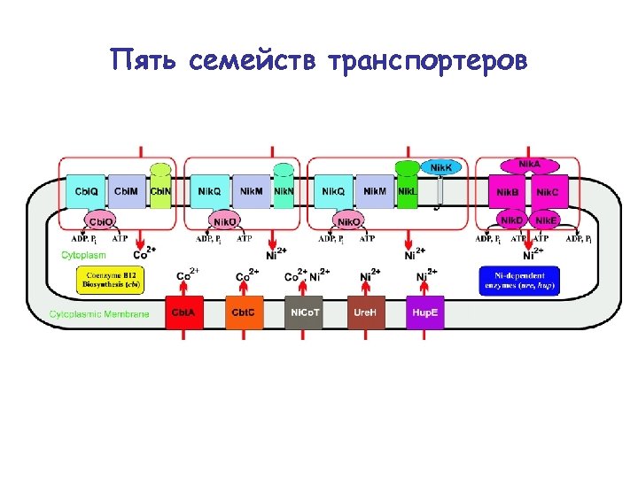 Пять семейств транспортеров 