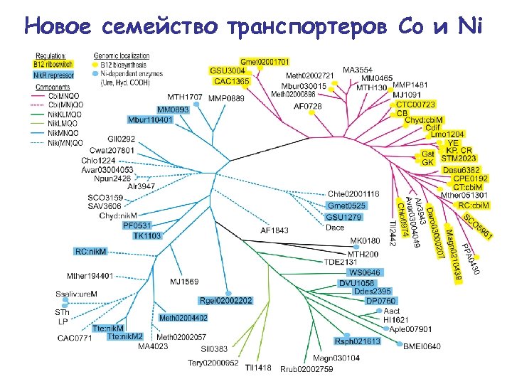 Новое семейство транспортеров Co и Ni 