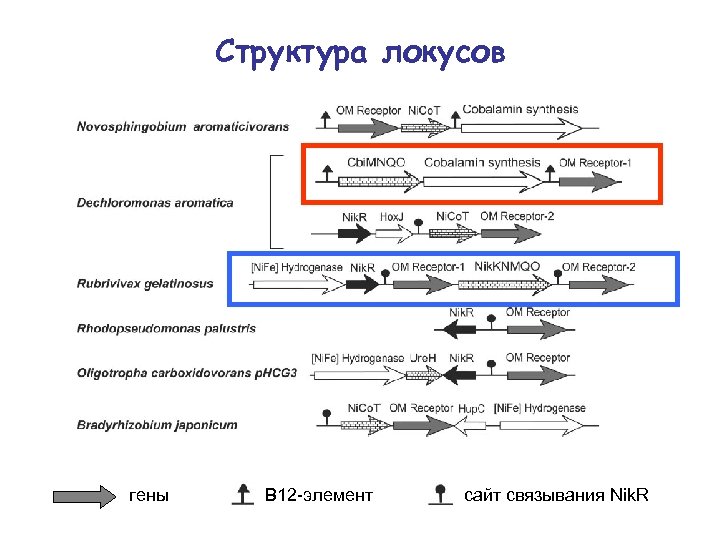 Структура локусов гены B 12 -элемент сайт связывания Nik. R 