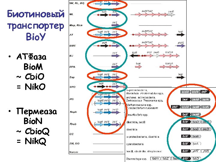 Биотиновый транспортер Bio. Y • АТФаза Bio. M ~ Cbi. O = Nik. O
