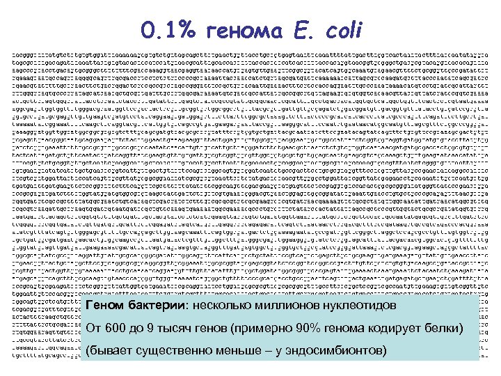 0. 1% генома E. coli Геном бактерии: несколько миллионов нуклеотидов От 600 до 9