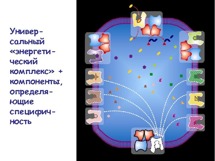 Универсальный «энергетический комплекс» + компоненты, определяющие специфичность 