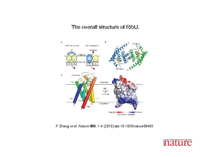 The overall structure of Rib. U. P Zhang et al. Nature 000, 1 -4