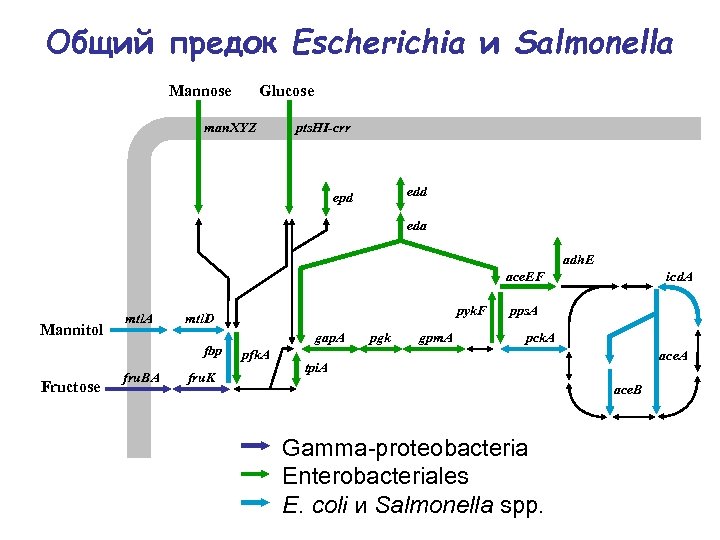 Общий предок Escherichia и Salmonella Mannose Glucose man. XYZ pts. HI-crr edd epd eda