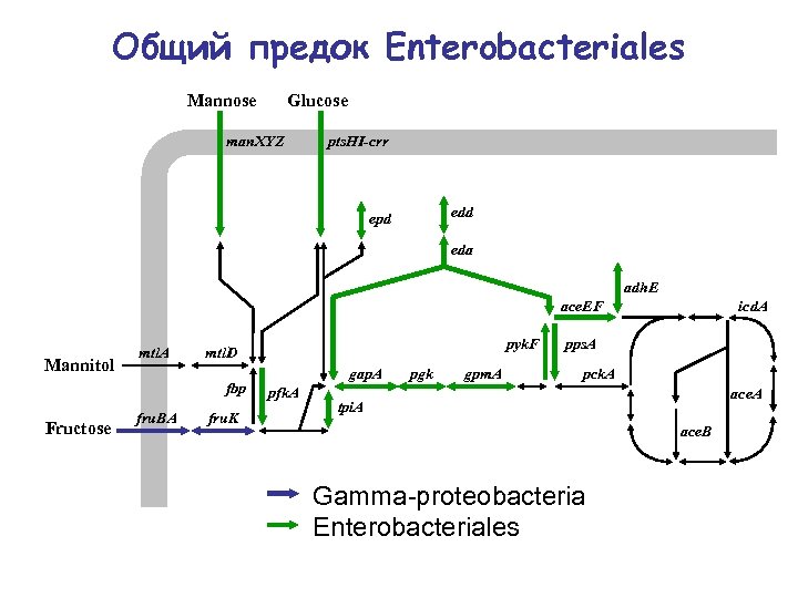Общий предок Enterobacteriales Mannose Glucose man. XYZ pts. HI-crr edd epd eda adh. E