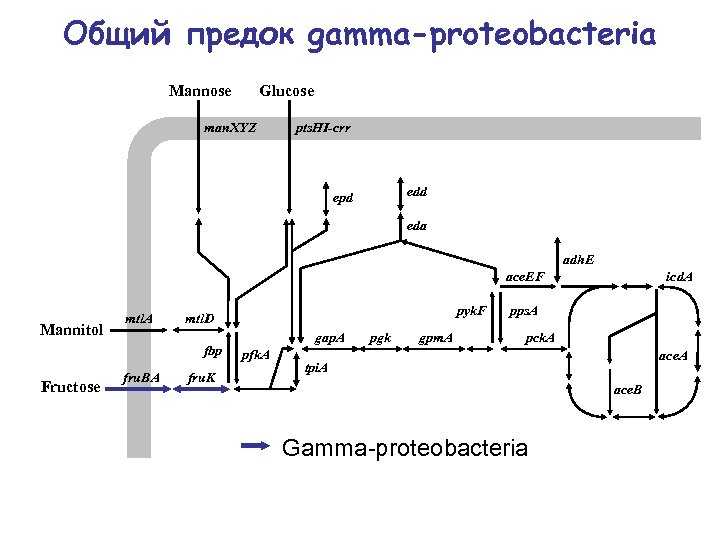Общий предок gamma-proteobacteria Mannose Glucose man. XYZ pts. HI-crr edd epd eda adh. E