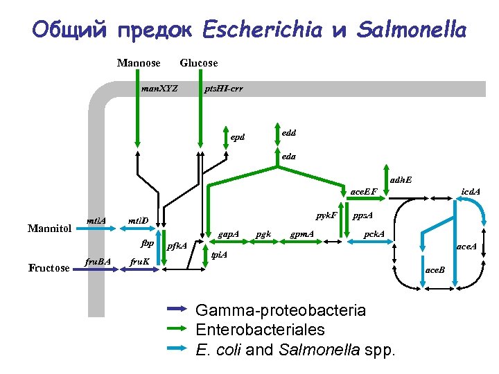 Общий предок Escherichia и Salmonella Mannose Glucose man. XYZ pts. HI-crr edd epd eda